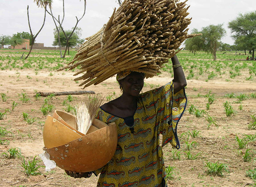Biofortified pearl millet Variety (Dhanashakti) and Hybrids to enhance nutrition and climate resilience