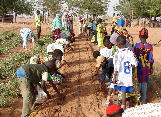 Cropping system design based on resource availability and crop water requirements
