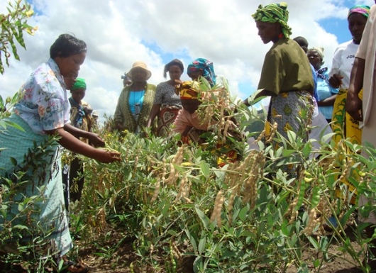 The inclusive convergence model for linking agriculture, nutrition, and entrepreneurship