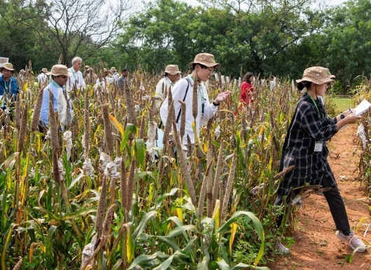 Hermetic storage technologies for safe grain and seed storage in Asia and sub-Saharan Africa