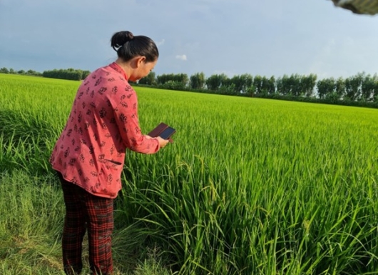 Digital tools for precision rice cultivation
