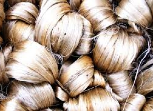 Mechanical and Biochemical methods for the extraction of bast fibres