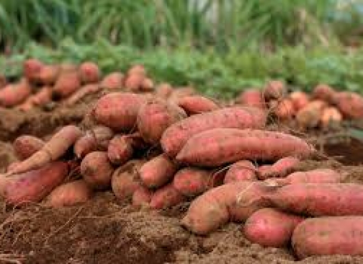 Vacuum fried chips from biofortified sweet potato