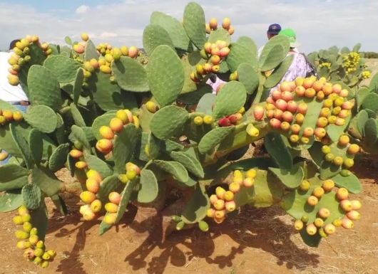 Cactus as a 5F Crop in degraded land