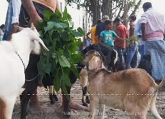 Pashu Sakhi