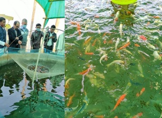 Seed Production and Grow-out Farming of Freshwater Fishes