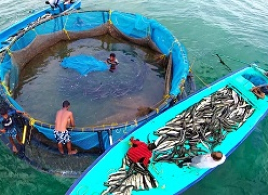 Cage Culture in Open-waters