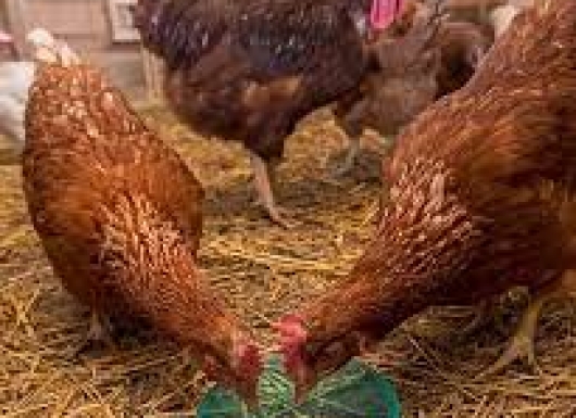 Green Nano -Antibacterial Technology: Chitosan encapsulated nanosilver entrapped cinnamaldehyde and thymol to combat multi-drug-resistant bacteria in poultry