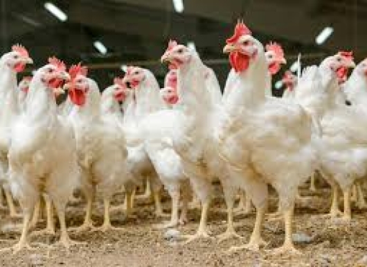Effective utilisation of poultry slaughter waste for pet snacks and pet food