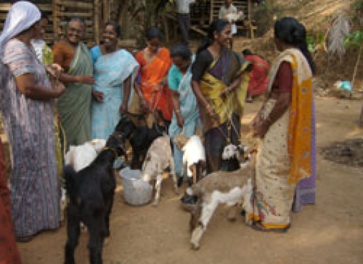 A ready to use semen dilutor and preservation medium for fresh and cooled goat semen