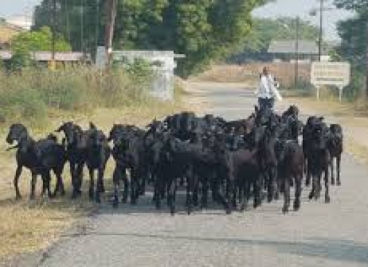 Peptide based ETX iELISA for assessing protective antibody titre against enterotoxaemia in goats