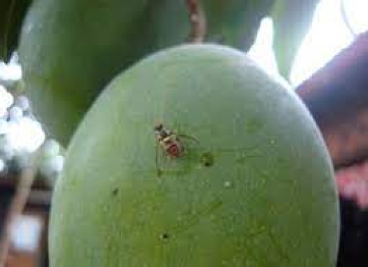 Integrated fruit fly (Bactrocera dorsalis) management technology in Mango