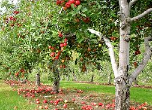 High Density Plantation (HDP) in Apple