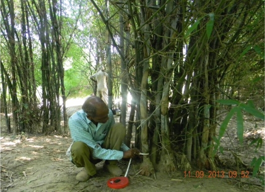Bamboo Based Conservation Technology for the Rehabilitation of Degraded Ravine Lands