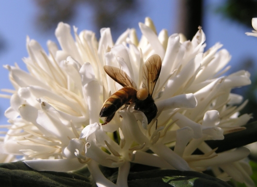 Scientific beekeeping for honey production, crop yield improvement, and native honeybee conservation