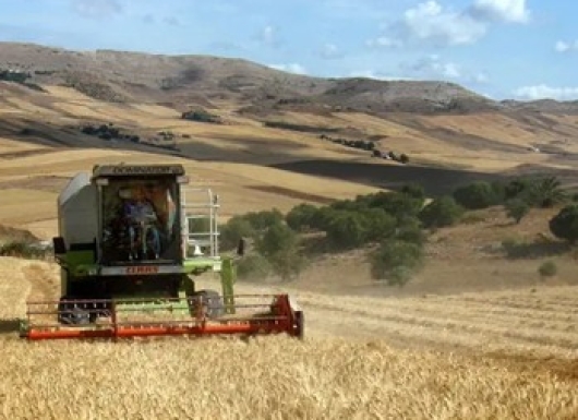 Machine Harvestable CHICKPEA and LENTIL
