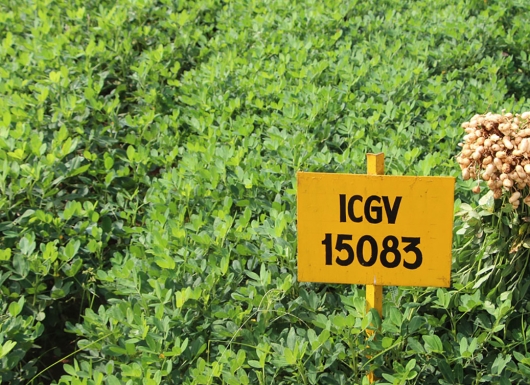 High oleic acid varieties, ICG 15083 (Girnar 4) and ICGV 15090 (Girnar 5) of groundnut for consumer health and food industry benefits. (ICRISAT)