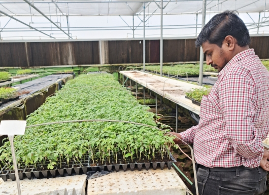 Vegetable Grafting and Dryland Horticulture