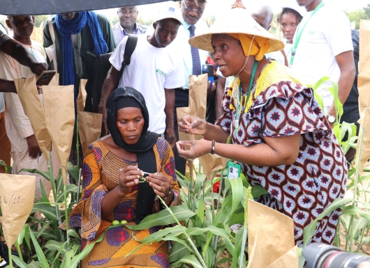 Protected Cultivation of High-Value Vegetables