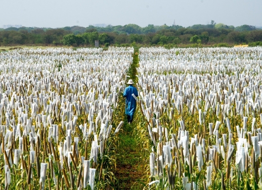 Building capacity in modern crop breeding technology to develop critical human resources for crop varietal development programs in partner countries