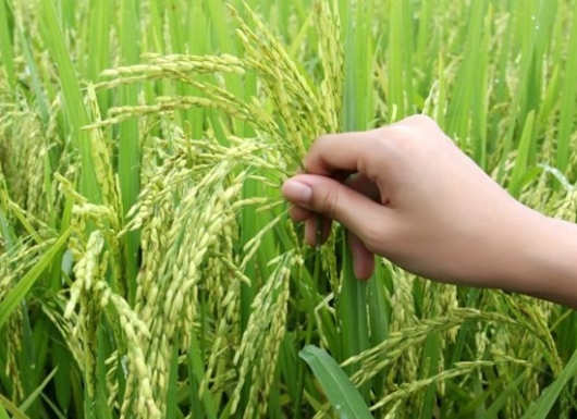 Sharing the released varieties based on similar environmental conditions and soil types