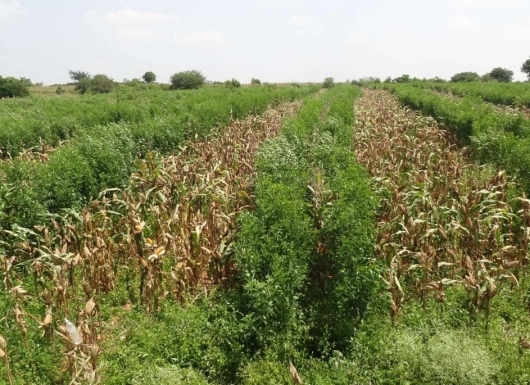 Trait specific germplasm of  crops for direct use as variety or use in breeding programme for genetic enhancement, disease and insect resistance, abiotic stress tolerance, quality and climate resilien