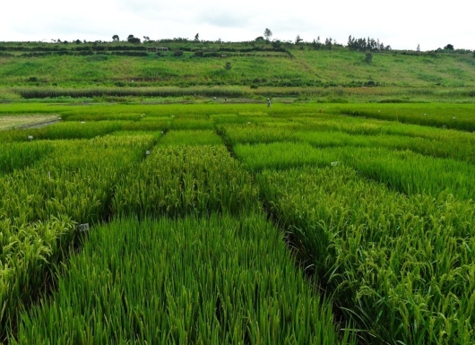 High-yielding, climate-resilient and nutritious rice varieties