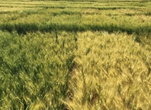Climate-smart DURUM wheat (Kathia Gehu)