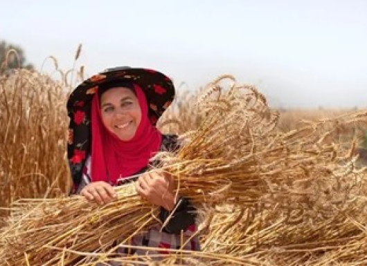 Multi-purpose climate-smart Barley for food/malt, feed, and fodder