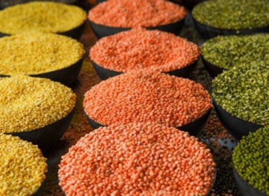 Climate-smart biofortified lentil varieties