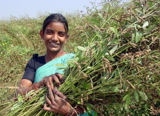 Transplanted Pigeonpea along with Climate-Resilient Technology for Sustainable Pigeonpea Production