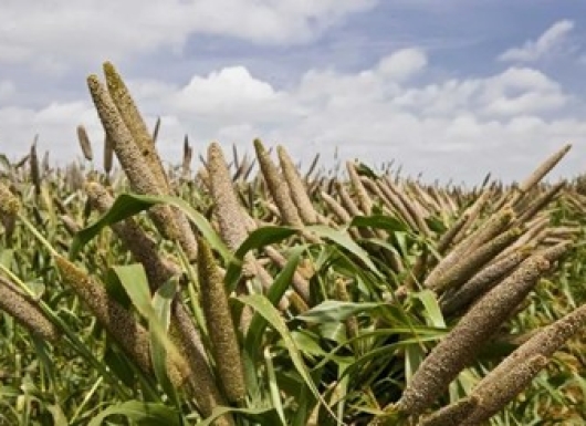Exploring potential of traditional varieties and landraces for climate resilience