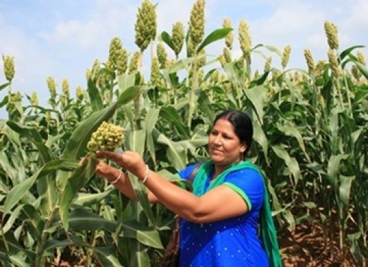 Sorghum hybrids and OPV, bred for fodder purposes