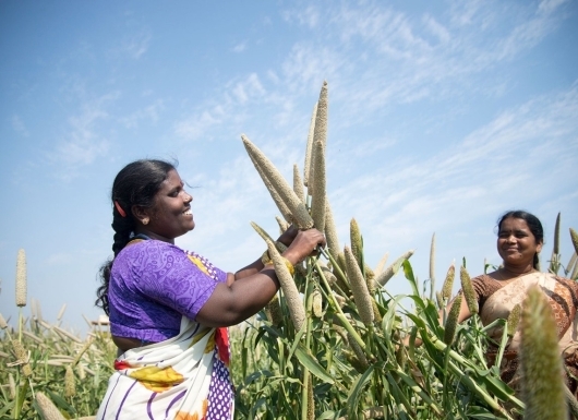 Promoting high-quality, climate-resilient multi-cut pearl millet fodder crop for improved livestock nutrition and farmer income TSFB 15-4 and TSFB 15-8