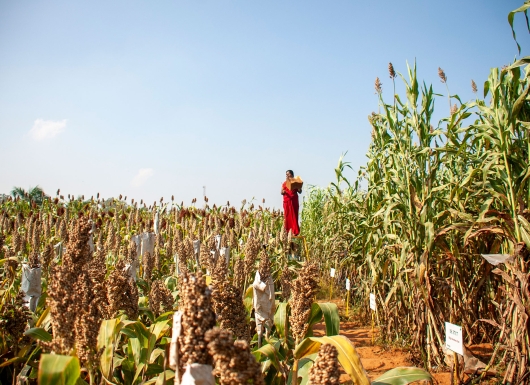 Adoption of Sweet Sorghum cultivars for sustainable commercial and household energy (bioethanol)