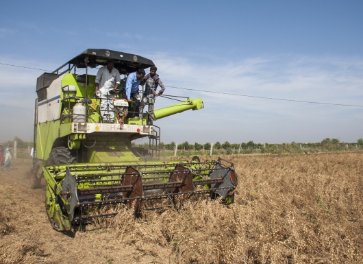 High-yielding, machine-harvestable chickpea varieties to improve the incomes, nutrition, and livelihood opportunities of farmers. (ICRISAT)