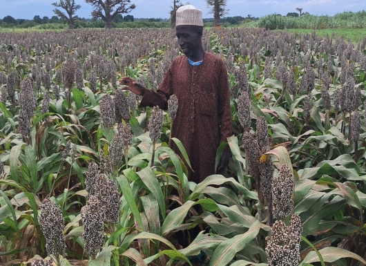 Dwarf Sorghum - An Innovative New Crop Design for cultivation in Insecurity Challenged areas in Northern Nigeria