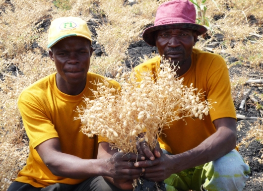 Integrating chickpea into cereal-based monocropping systems for systems diversification, increased nutrition, income, and environmental sustainability