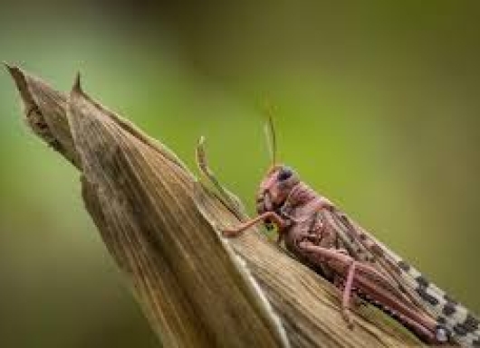 P-LOCUST: A Geospatial Early Warning System for Desert Locusts