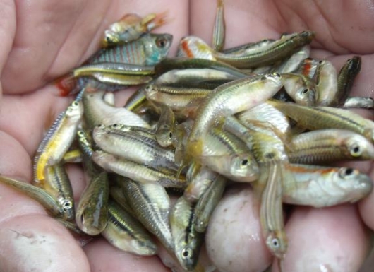 Nutrition-Sensitive Aquaculture (Carp–Mola Polyculture): Improving Household Nutrition, Income, and Women’s Empowerment
