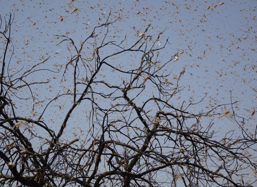P-LOCUST: A Geospatial Early Warning System for Desert Locusts