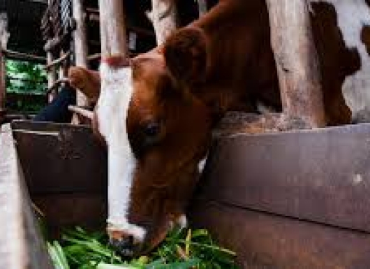 On-Farm Feed Advisor (OFA) mobile application developed by the International Livestock Research Institute (ILRI)