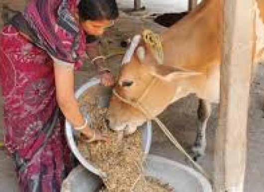 Livestock Master Plan (LMP) developed by ILRI for the Indian states of Odisha and Bihar