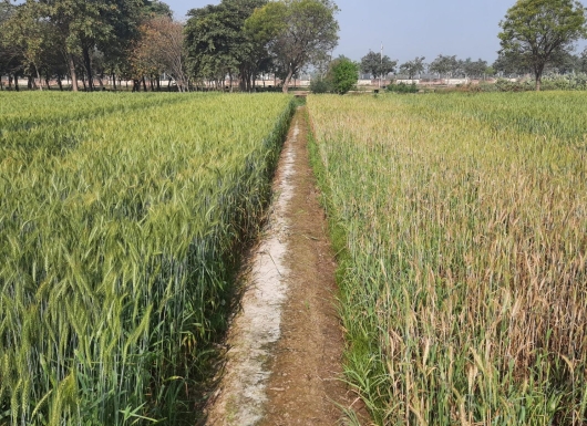 Zero tillage to promote Conservation Agriculture